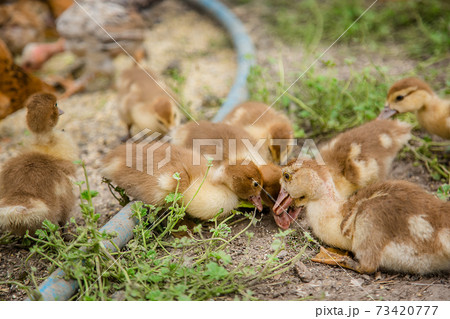 A group of young ducklings, teenage chickens in the farmyard pecking food. 73420777