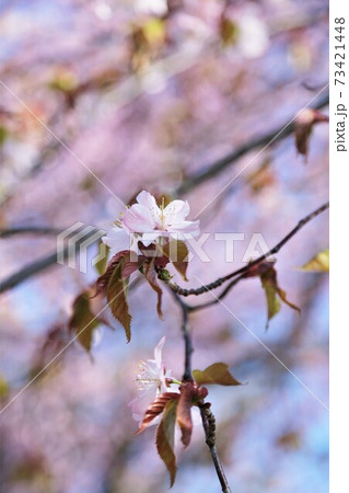 桜の花 桜の花 73421448