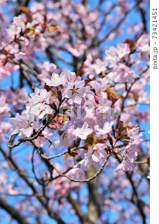 桜の花 桜の花 73421451