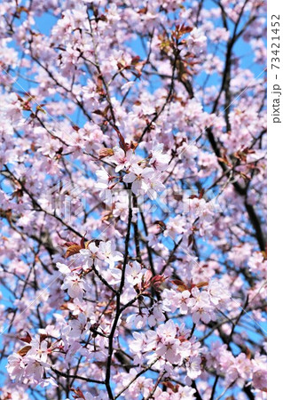 桜の花 桜の花 73421452