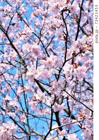 桜の花 桜の花 73421453