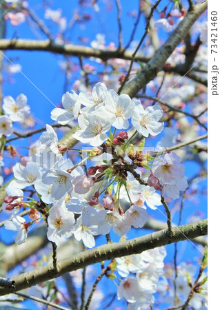 桜の花 73421460