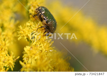 コアオハナムグリがセイタカアワダチソウの花の花粉を食べているの写真素材