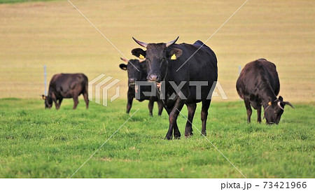 和牛 和牛 73421966