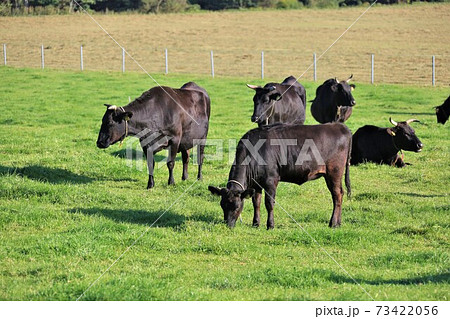 和牛 和牛 73422056