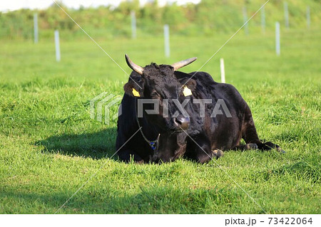 和牛 和牛 73422064