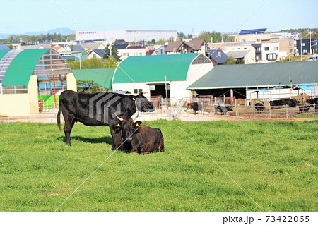 和牛 和牛 73422065