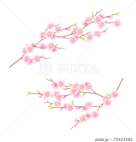 華やかな桃の花のベクターイラストのイラスト素材