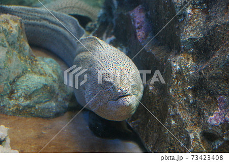 水族館のウツボの写真素材