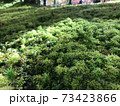 苔庭 73423866