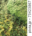 苔庭 73423867