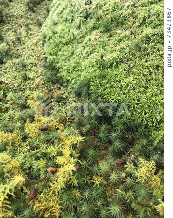 苔庭 73423867