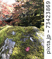 苔庭 73423869