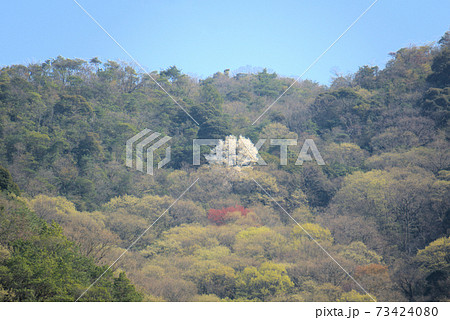 山笑う ヤマザクラ咲く山と新緑 岡山県小田郡矢掛町 山笑う ヤマザクラ咲く山と新緑 岡山県小田郡矢掛町 73424080