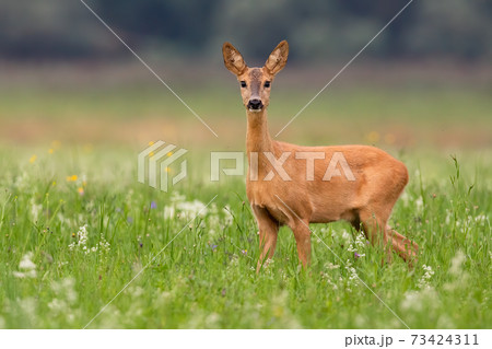 Roe deer doe looking to the camera on grass in summer Roe deer doe looking to the camera on grass in summer 73424311