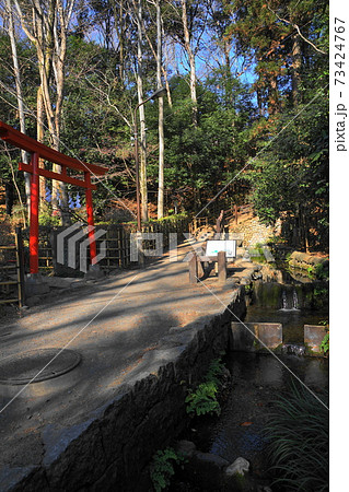 1月 国分寺82真姿の池湧水群と国分寺崖線 1月 国分寺82真姿の池湧水群と国分寺崖線 73424767