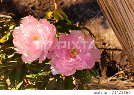 上野東照宮ぼたん苑で満開になったピンク色の冬ぼたん「八千代椿」(8) 上野東照宮ぼたん苑で満開になったピンク色の冬ぼたん「八千代椿」(8) 73425160