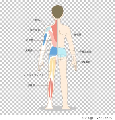 背面からみた男性の全身の筋肉のイラスト 筋肉の名称つきのイラスト素材