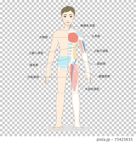 Illustration Of Male Whole Body Muscles Seen Stock Illustration 73425635 Pixta