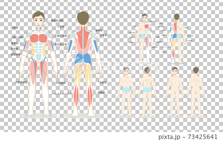 前後からみた男性の全身の筋肉のイラスト 筋肉の名称つき 詰め合わせセットのイラスト素材