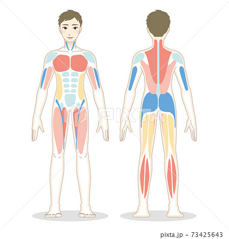 前後からみた男性の全身の筋肉のイラストのイラスト素材