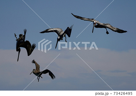 ダイビングするカッショクペリカン ダイビングするカッショクペリカン 73426495