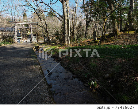 水芭蕉咲く早春の戸隠神社奥社参道 水芭蕉咲く早春の戸隠神社奥社参道 73426627
