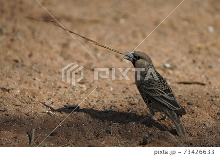 ハタオリドリ 73426633