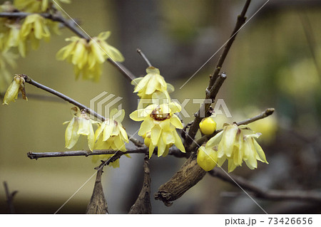 蝋梅(ロウバイ)の花と種のアップ 蝋梅(ロウバイ)の花と種のアップ 73426656