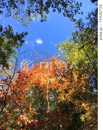上高地の紅葉 73426728