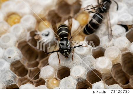 クロスズメバチ　巣の駆除　成虫の顔 73426759