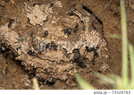 クロスズメバチ 巣の駆除 巣の掘り出し1 クロスズメバチ 巣の駆除 巣の掘り出し1 73426763