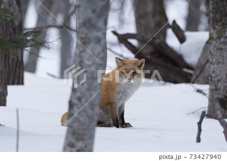 知床で出会ったキタキツネ 73427940