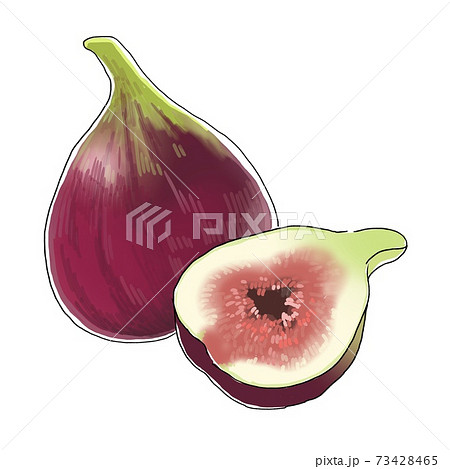 いちじくのイラスト素材