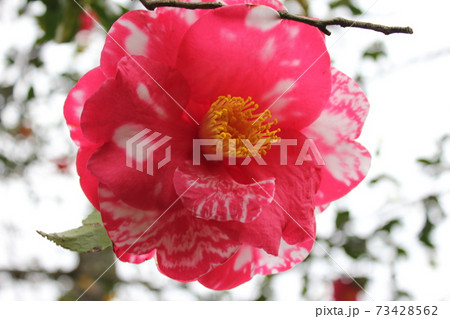 ＊　ツバキ　＊　椿　＊　つばき　＊　THUBAKI　＊　 73428562