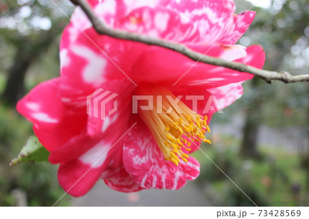 ＊　ツバキ　＊　椿　＊　つばき　＊　THUBAKI　＊　 73428569