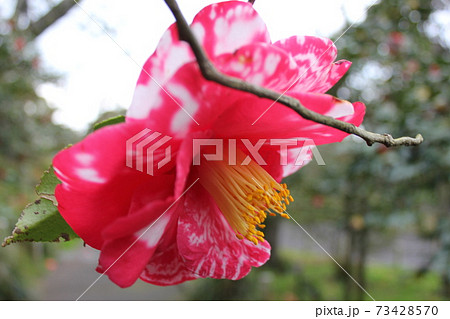 * ツバキ * 椿 * つばき * THUBAKI * * ツバキ * 椿 * つばき * THUBAKI * 73428570