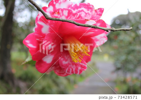 ＊　ツバキ　＊　椿　＊　つばき　＊　THUBAKI　＊　 73428571