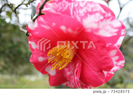 ＊　ツバキ　＊　椿　＊　つばき　＊　THUBAKI　＊　 73428573