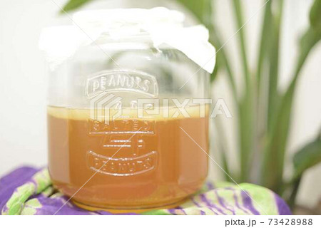 コンブチャ 73428988