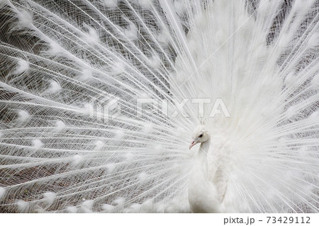 White peafowl  73429112