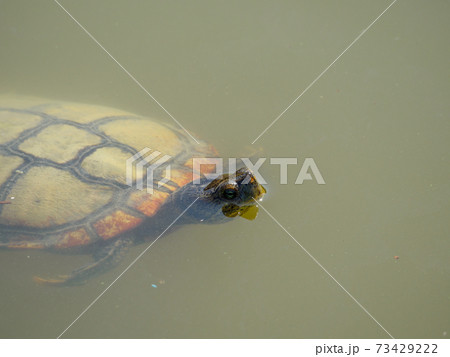 池に浮かぶアカミミガメ 池に浮かぶアカミミガメ 73429222
