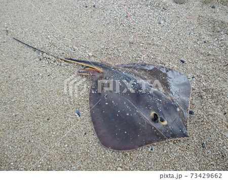 砂浜の要注意 アカエイの写真素材