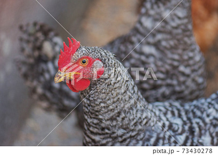 Motley chicken in nature 73430278