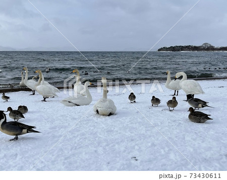 福島県の猪苗代湖の志田浜の白鳥 福島県の猪苗代湖の志田浜の白鳥 73430611