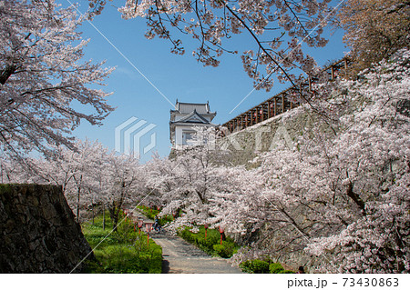 岡山県の桜の名所 日本さくらの名所百選の津山市鶴山公園のソメイヨシノの写真素材