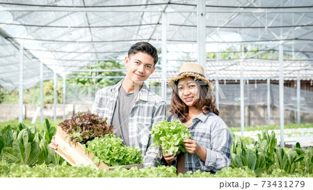 Farmer harvesting vegetable organic salad, lettuce from hydroponic farm for customers Farmer harvesting vegetable organic salad, lettuce from hydroponic farm for customers 73431279