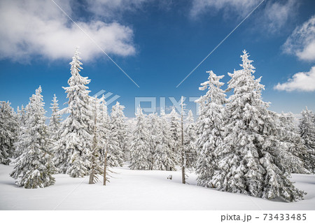 Majestic white spruces trees glowing by sunlight agains dark blue sky. Gorgeous winter scene. Location place Czech republic, Krkonose. 73433485