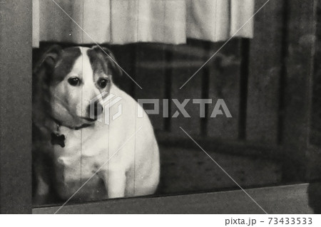 みつめる犬 73433533