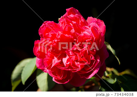 Photos of roses in the garden 73434038